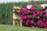 BOULEDOGUE FRANCAIS 662